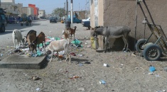 Kozy Nouakchott
