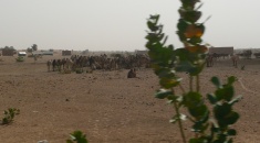 Velbloudi cesta z Nouakchottu do Alegu